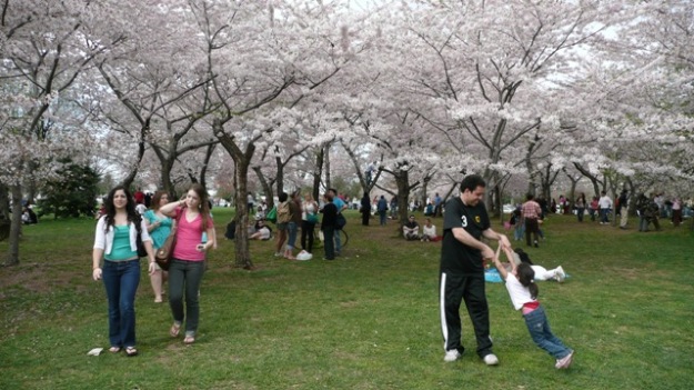 cherry blossom - Blütenteppich